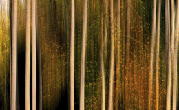 12 E’ ARRIVATO L’AUTUNNO_