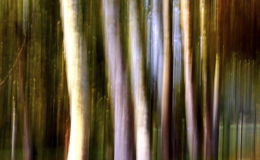13 RACCONIGI AUTUNNO 194