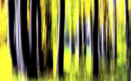 16 GIALLO
