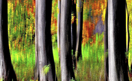 RACCONIGI AUTUNNO