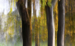 RACCONIGI