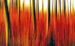 INCENDIO BOSCHIVO-2
