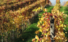 cosimo vigne autunno