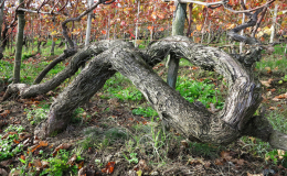 cosimo tronco autunno