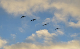 Armando uccelli in volo