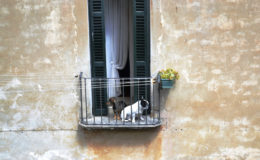 il bianco e il nero