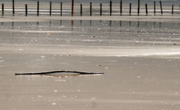 st peter ording_5